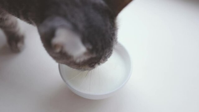Adorable hungry gray kitten eating cat milk from bowl on table. Close up