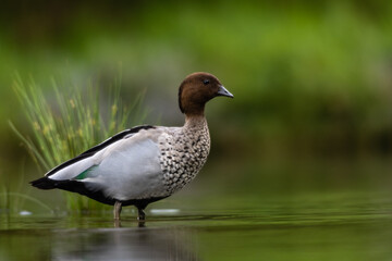 Australian Wood Duck - (Chenonetta jubata)