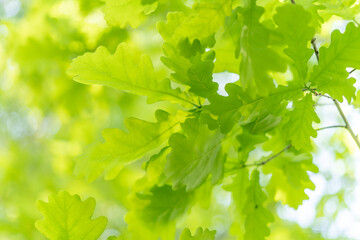 Fototapeta na wymiar oak leaves, green spring backgroun