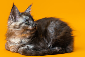 Portrait of little kitten of Maine Shag of color black smoke lying down on yellow background and looking away. Purebred fluffy female cat is two months old. Studio shot. Side view.
