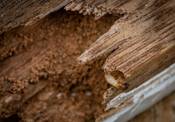 Drywood termites and frass