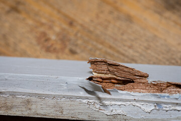 drywood termites in furniture timbers