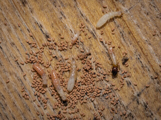 Drywood termites - Cryptotermes primus
