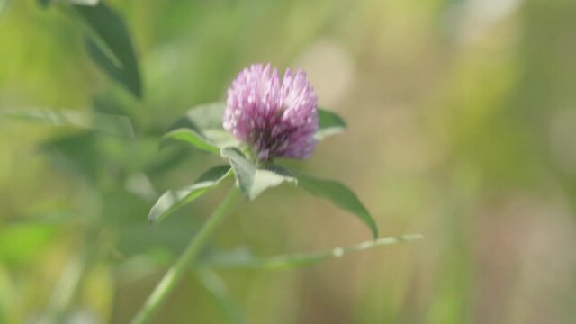 Purple clover flowers dynamically sway in the wind