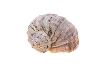 sea shell isolated on white