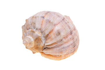 sea shell isolated on white