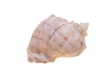sea shell isolated on white
