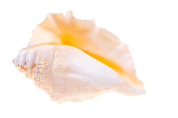 sea shell isolated on white