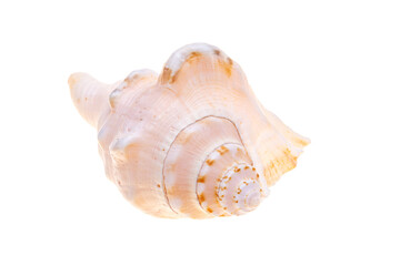 sea shell isolated on white