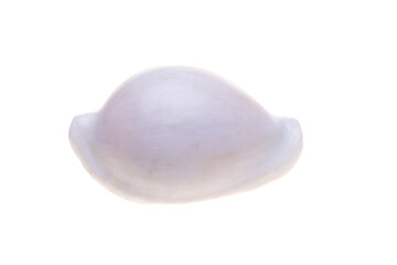 sea shell isolated on white
