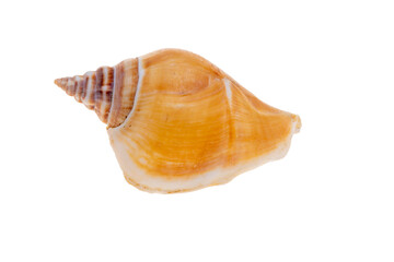 sea shell isolated on white