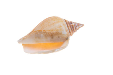 sea shell isolated on white