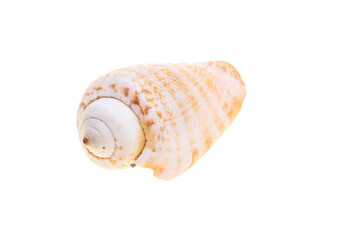 sea shell isolated on white