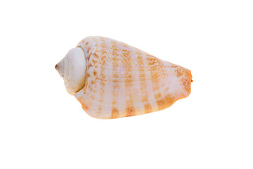 sea shell isolated on white