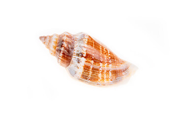 sea shell isolated on white