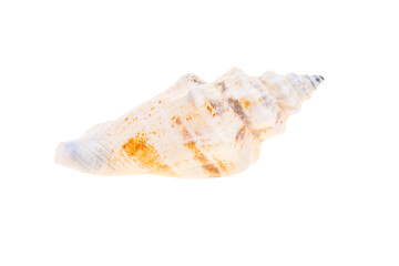 sea shell isolated on white