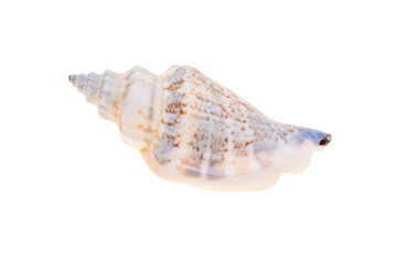 sea shell isolated on white