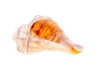 sea shell isolated on white