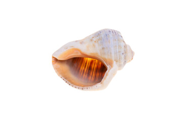 sea shell isolated on white