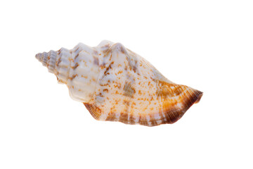 sea shell isolated on white