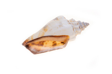 sea shell isolated on white