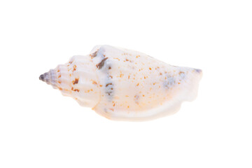 sea shell isolated on white
