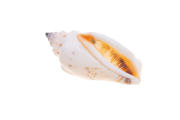 sea shell isolated on white