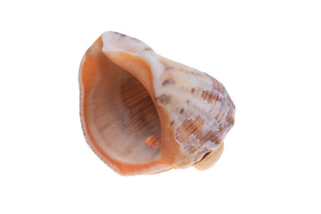 sea shell isolated on white