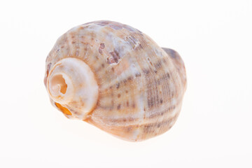 sea shell isolated on white