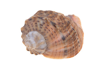 sea shell isolated on white