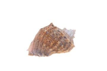 sea shell isolated on white