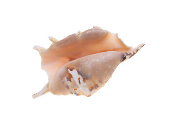 sea shell isolated on white