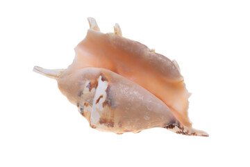sea shell isolated on white