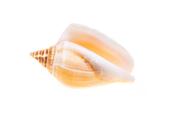 sea shell isolated on white