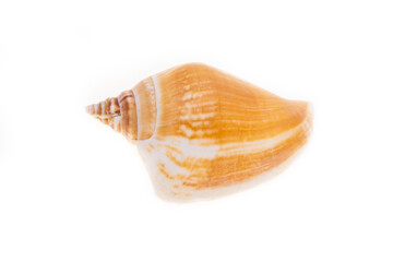 sea shell isolated on white