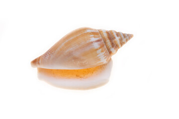 sea shell isolated on white