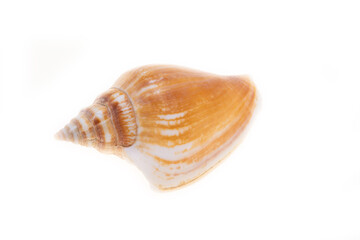 sea shell isolated on white