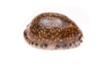 sea shell isolated on white