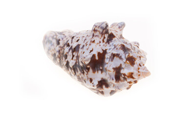 sea shell isolated on white
