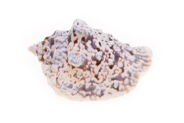 sea shell isolated on white