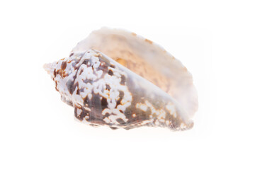 sea shell isolated on white