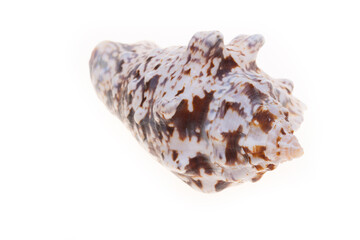 sea shell isolated on white