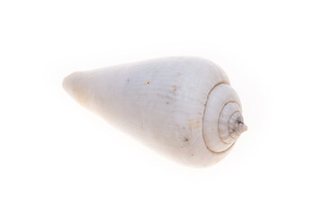 sea shell isolated on white