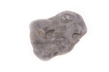 sea shell isolated on white