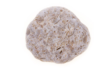 sea shell isolated on white