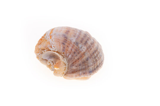 sea shell isolated on white