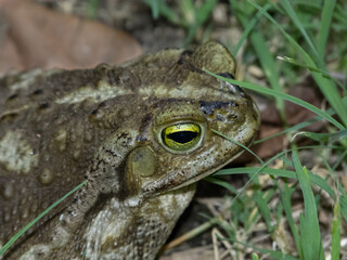 Toad eyes close up