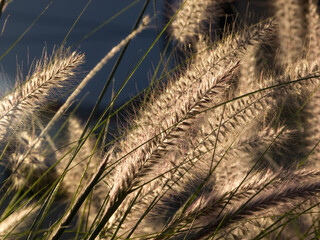 Sun through the wheat at sunset
