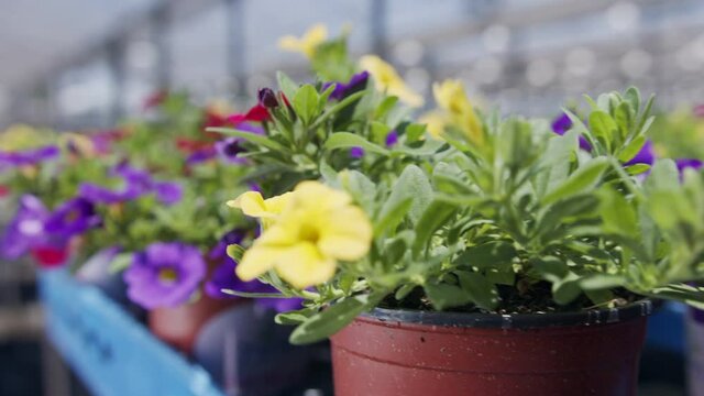Close up tracking shot of flowers in many colors in an industrial greenhouse