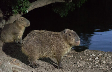 Carpincho watching in alert